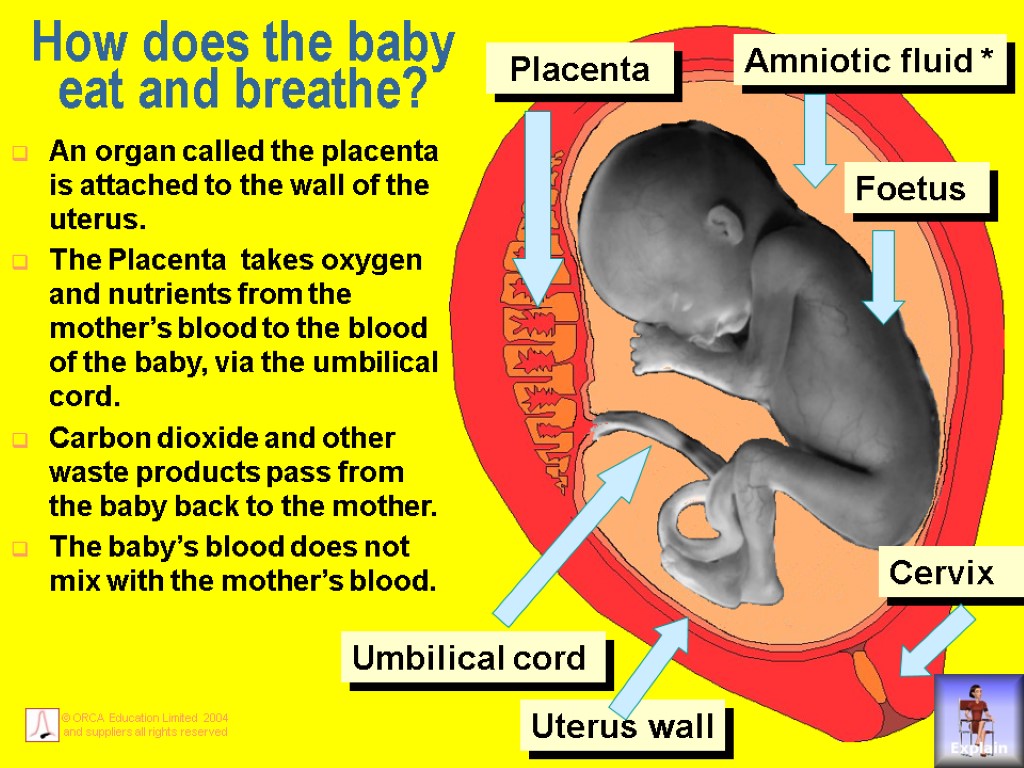 How does the baby eat and breathe? An organ called the placenta is attached